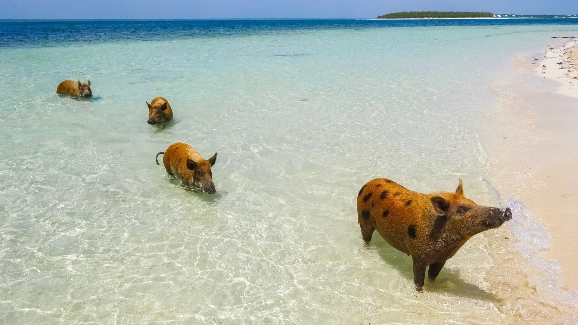 Four pigs walking along a beach in the Bahamas.